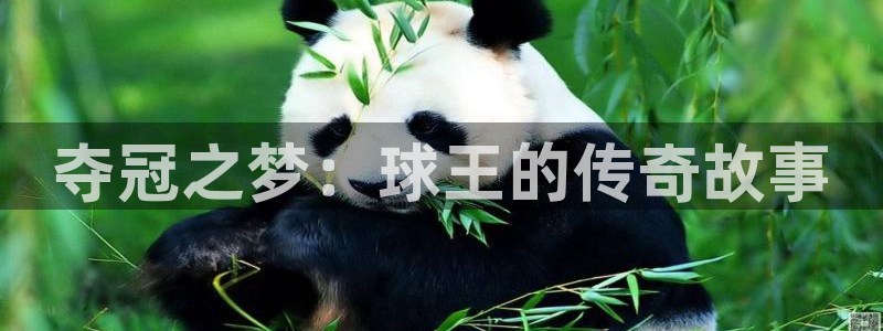 夺冠之梦：球王的传奇故事